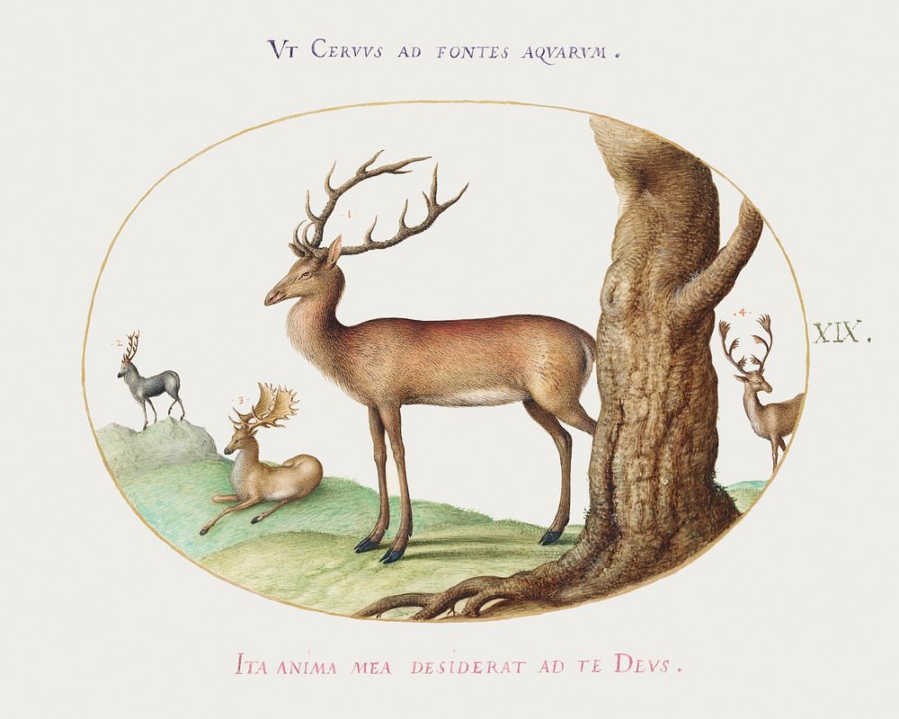 Four Types of Stags (1575&ndash;1580) painting in high resolution by Joris Hoefnagel. Original from The National Gallery of…