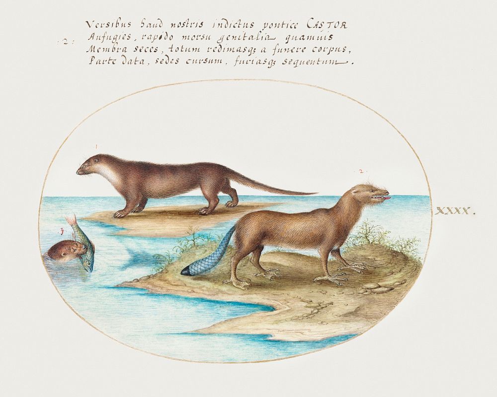Two Otters and a Beaver (1575&ndash;1580) painting in high resolution by Joris Hoefnagel. Original from The National Gallery…