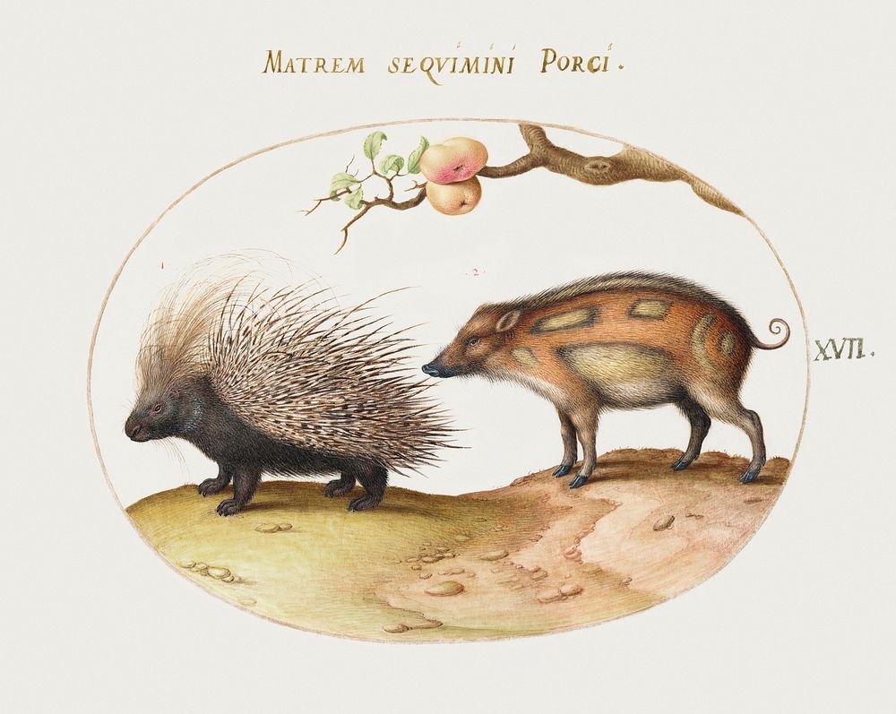 Crested Porcupine and Wild Pig (1575&ndash;1580) painting in high resolution by Joris Hoefnagel. Original from The National…