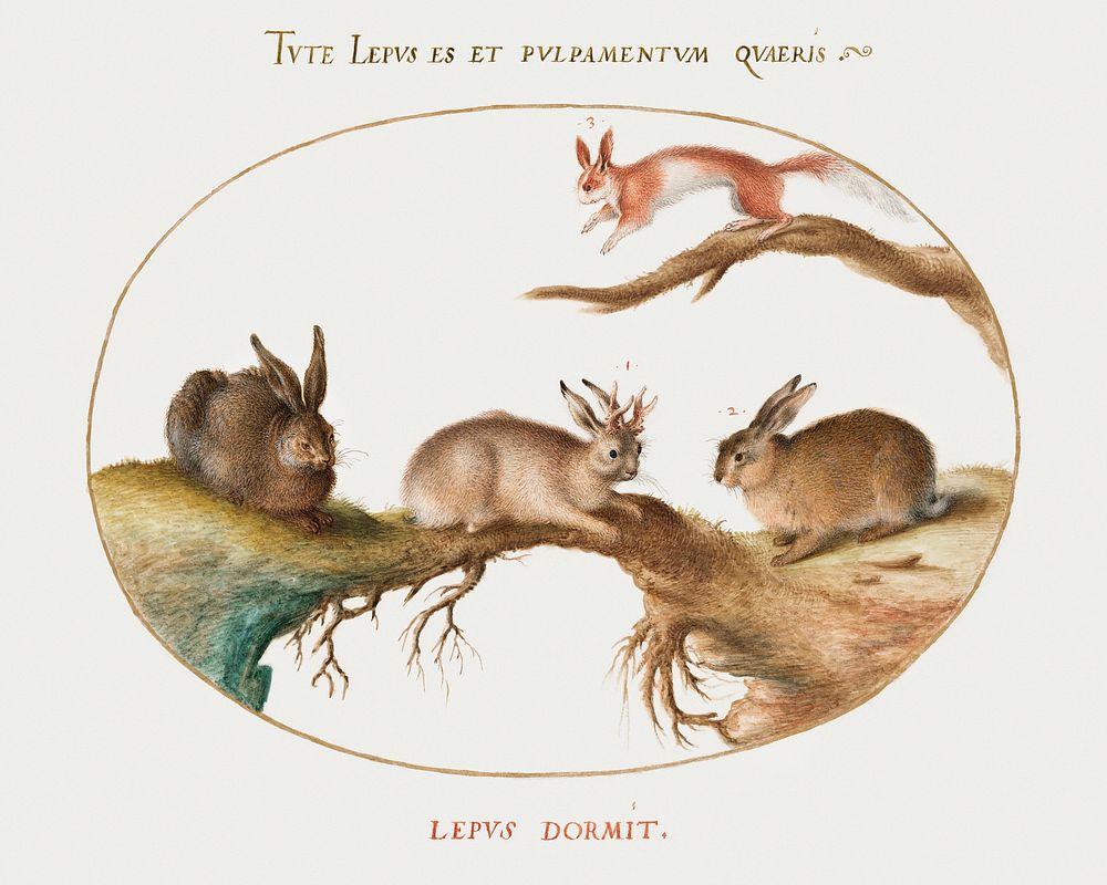 A Hare, "Jackalope," a Rabbit, and a Spotted Squirrel (1575&ndash;1580) painting in high resolution by Joris Hoefnagel.…