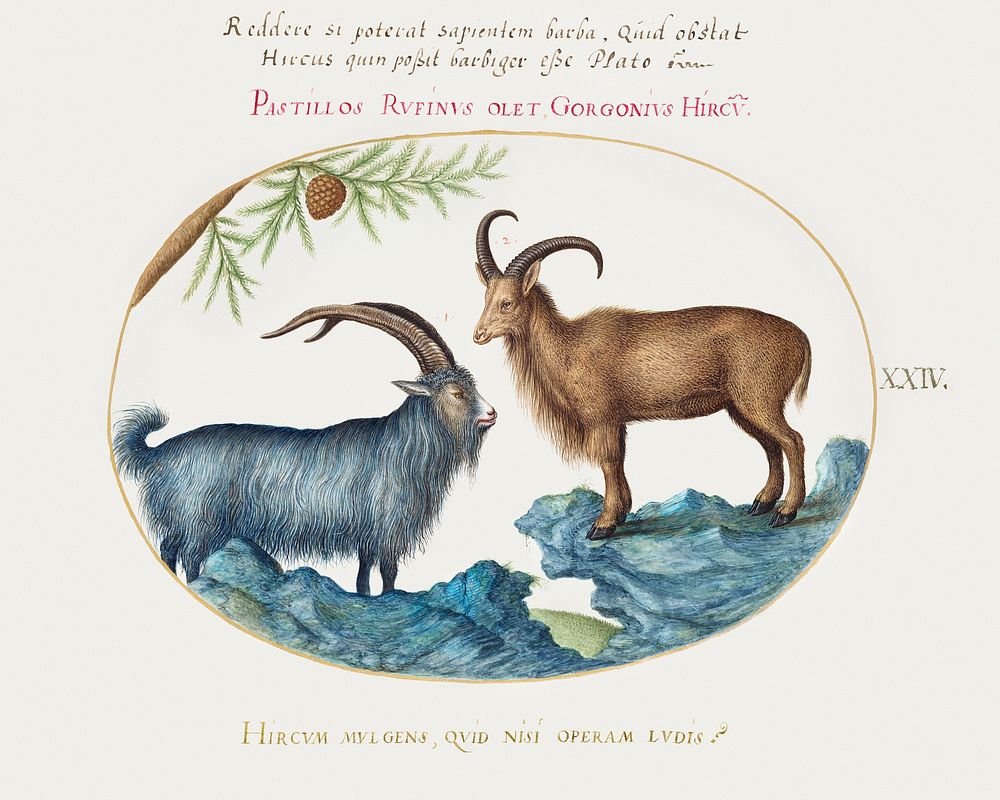 Wild Goat and a Barbary Sheep (1575&ndash;1580) painting in high resolution by Joris Hoefnagel. Original from The National…