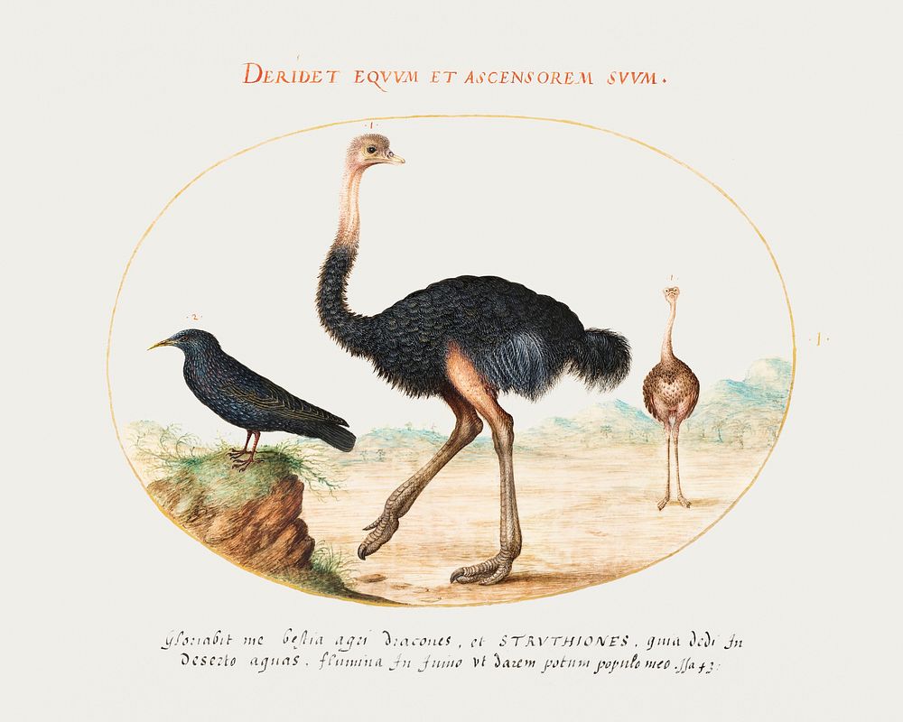 Two Ostriches and a Starling (1575&ndash;1580) painting in high resolution by Joris Hoefnagel. Original from The National…