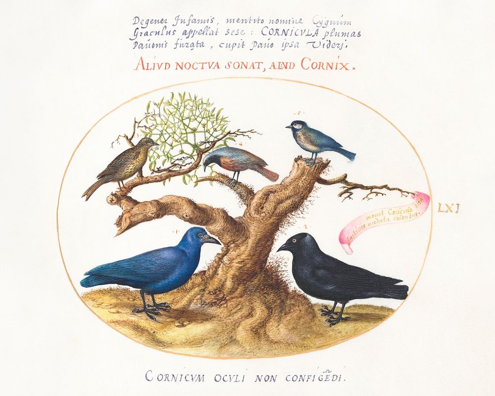 Blue Crow, Jackdaw, Chickadee or Tit and Other Birds (1575&ndash;1580) painting in high resolution by Joris Hoefnagel.…
