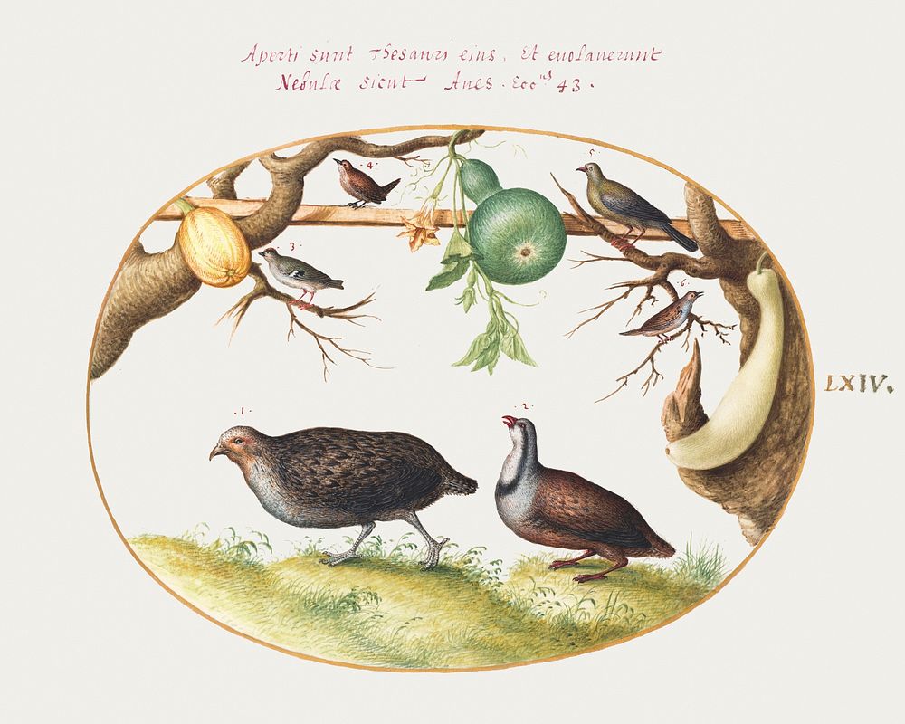 Two Partridges, Wren, and Other Birds (1575&ndash;1580) painting in high resolution by Joris Hoefnagel. Original from The…