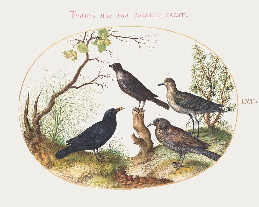 Blackbird, Starling, and Other Birds (1575&ndash;1580) painting in high resolution by Joris Hoefnagel. Original from The…