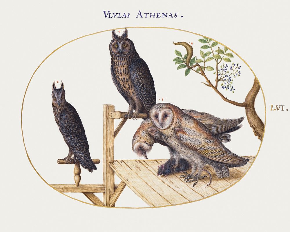 Barn Owls with a Mouse, Eagle Owl and Another Owl (1575&ndash;1580) painting in high resolution by Joris Hoefnagel. Original…