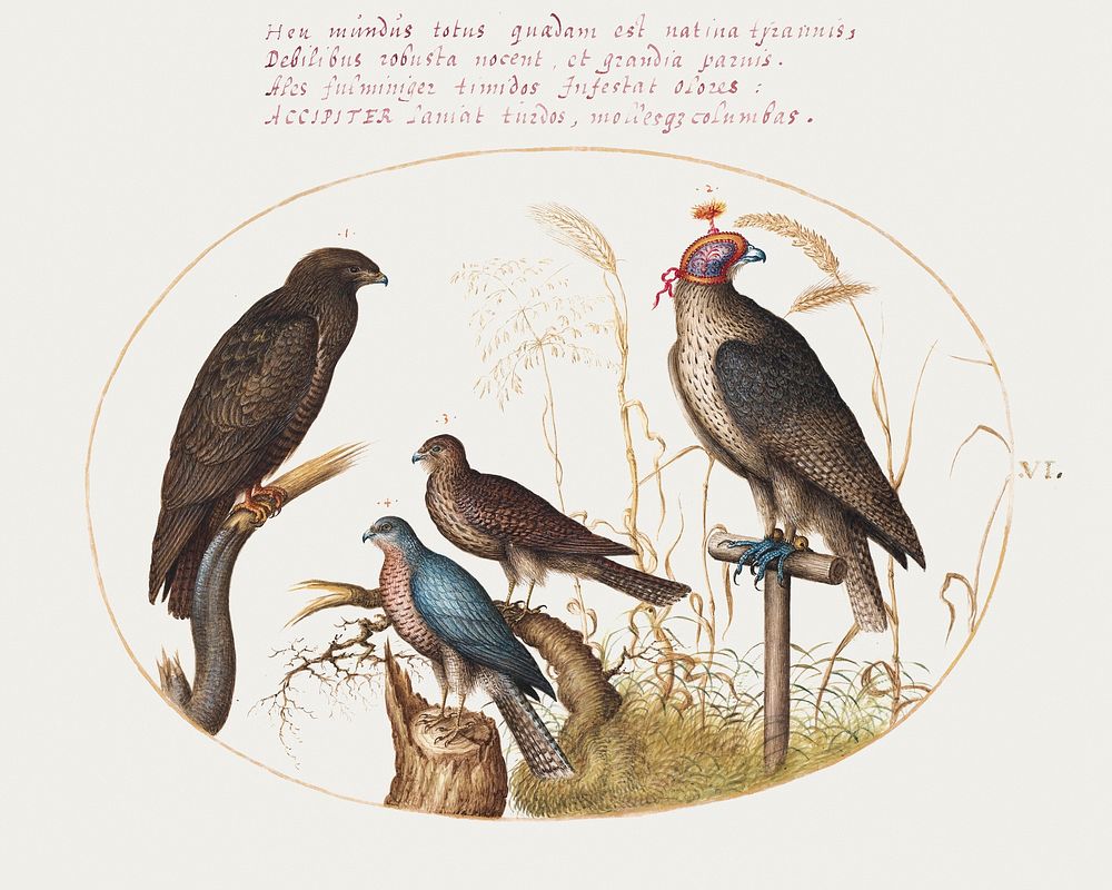Four Birds of Prey, Including a Sparrowhawk (1575&ndash;1580) painting in high resolution by Joris Hoefnagel. Original from…