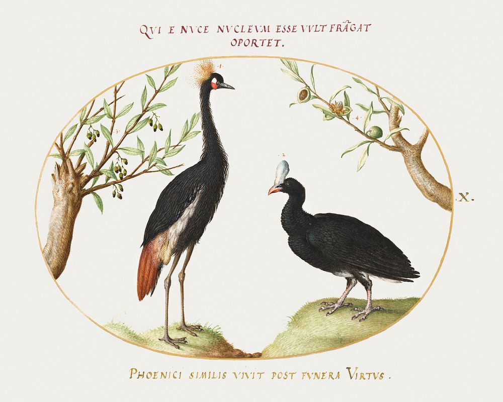 Gray Crowned Crane and Helmeted Currasow (1575&ndash;1580) painting in high resolution by Joris Hoefnagel. Original from The…