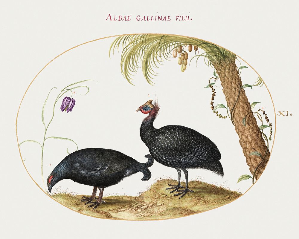 Pair of Guinea Fowl with Palm Tree and Fritillaria (1575&ndash;1580) painting in high resolution by Joris Hoefnagel.…