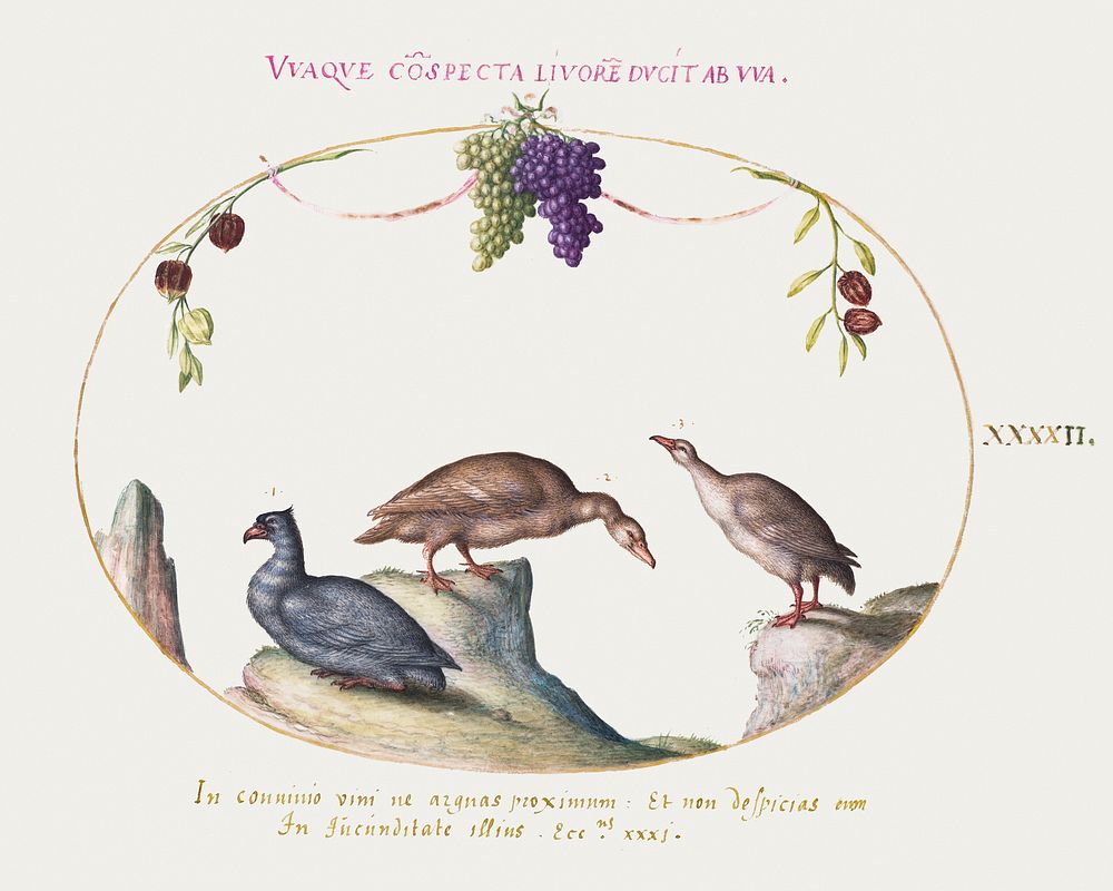 Two Gray Geese with a Third Bird and Hanging Grapes (1575-1580) painting in high resolution by Joris Hoefnagel. Original…