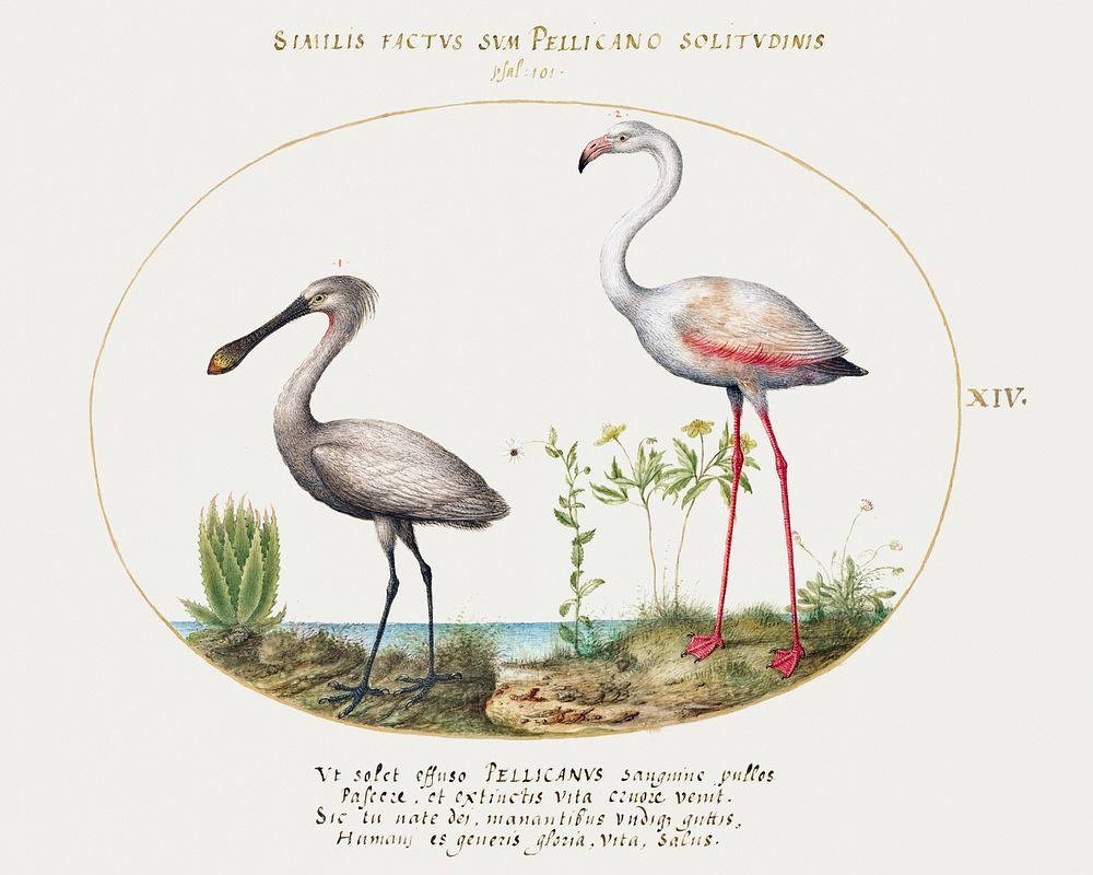 Spoonbill Crane and Flamingo (1575&ndash;1580) painting in high resolution by Joris Hoefnagel. Original from The National…