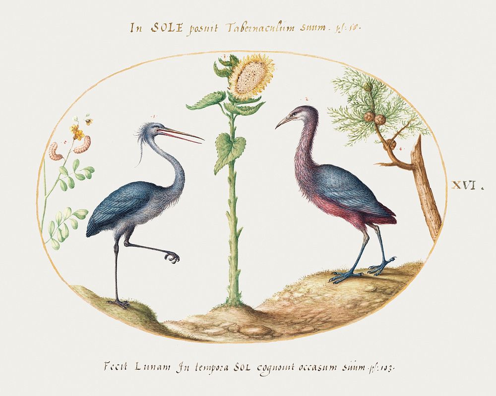 Two Herons with a Sunflower (1575&ndash;1580) painting in high resolution by Joris Hoefnagel. Original from The National…