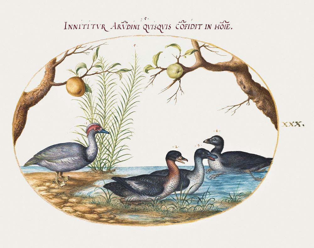 Muscovy Duck, Four-Legged Duck, and Two Other Birds (1575&ndash;1580) painting in high resolution by Joris Hoefnagel.…