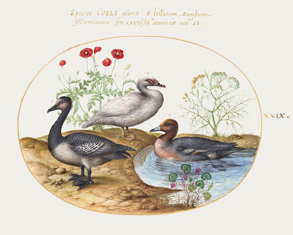 Geese with Poppies and Cyclamen (1575&ndash;1580) painting in high resolution by Joris Hoefnagel. Original from The National…