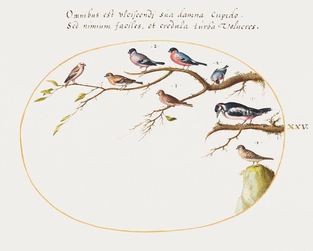Great Spotted Woodpecker, Bullfinches, Sparrows, and Other Birds (1575&ndash;1580) painting in high resolution by Joris…