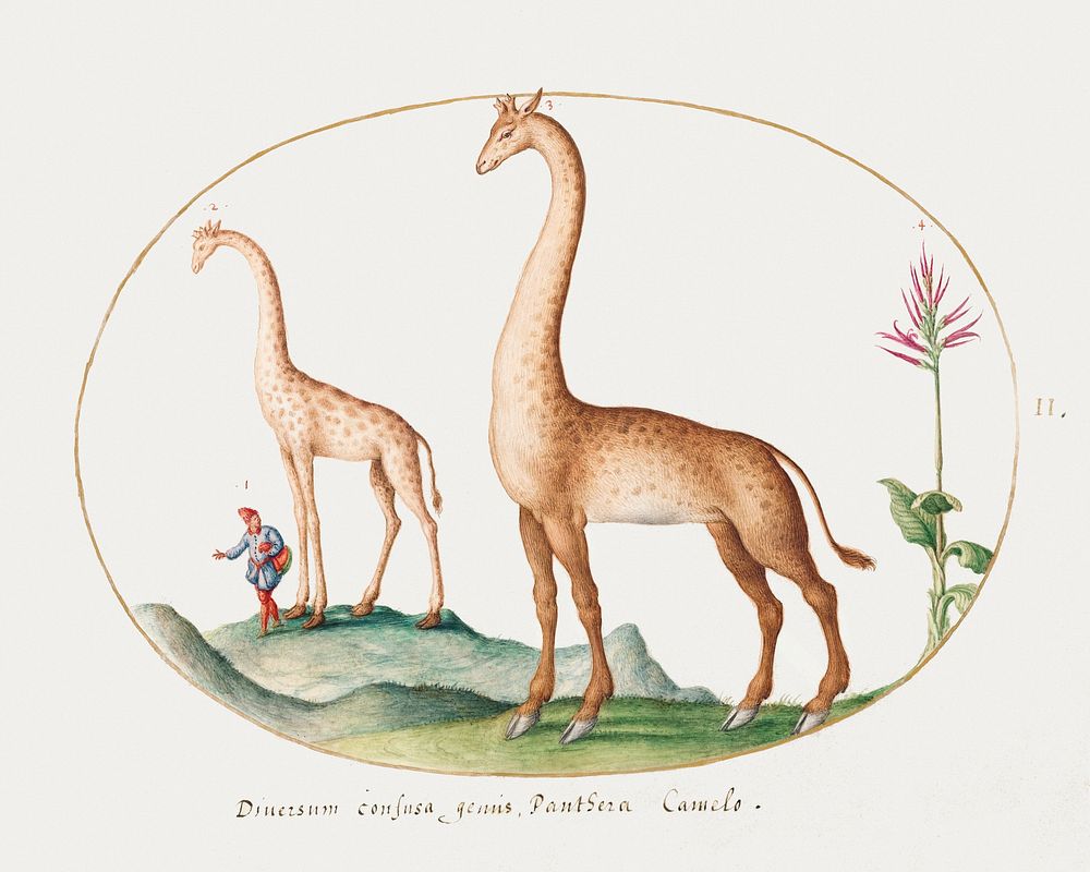 Two Giraffes with an Attendant (1575&ndash;1580) painting in high resolution by Joris Hoefnagel. Original from The National…