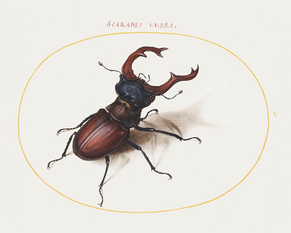 Stag Beetle (1575&ndash;1580) painting in high resolution by Joris Hoefnagel. Original from The National Gallery of Art.…