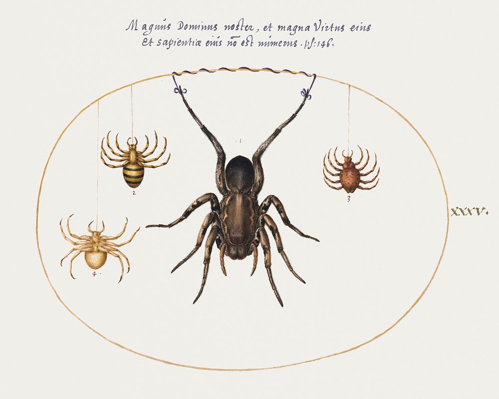A Wolf Spider and Three Other Spiders (1575&ndash;1580) painting in high resolution by Joris Hoefnagel. Original from The…