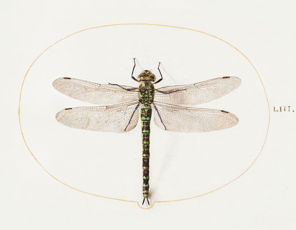Dragonfly (1575&ndash;1580) painting in high resolution by Joris Hoefnagel. Original from The National Gallery of Art.…
