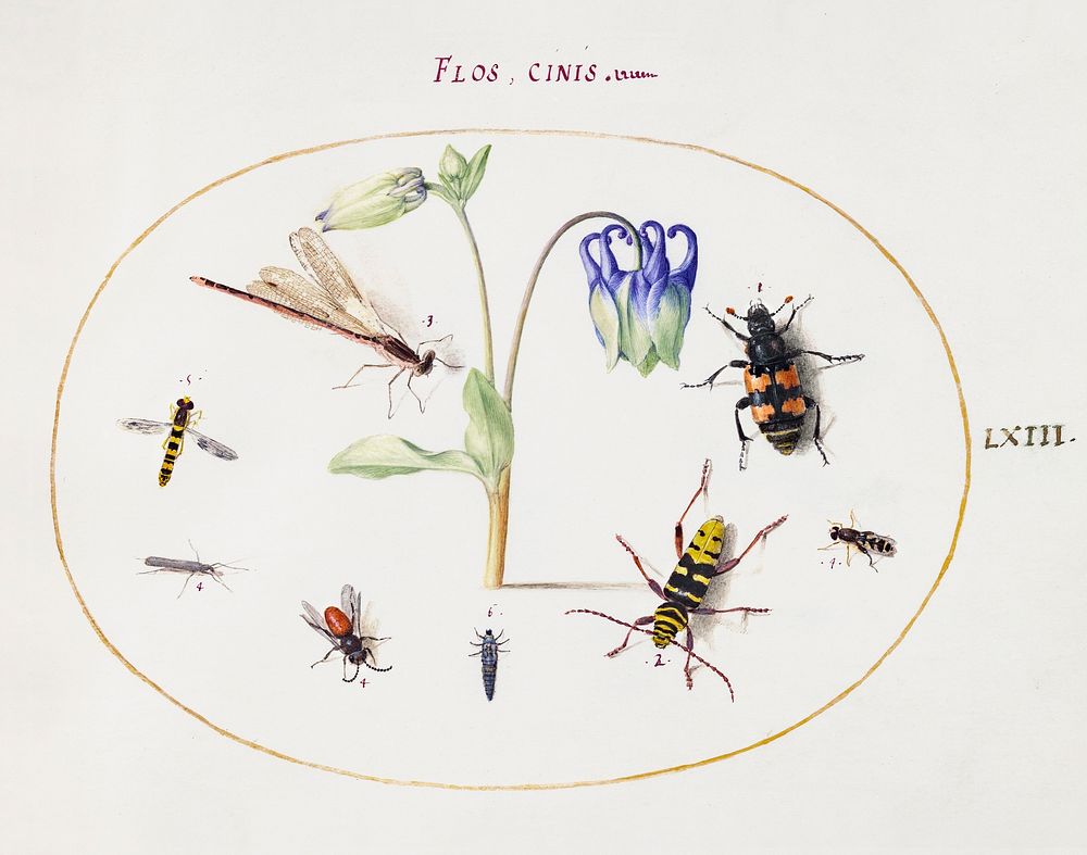 A Dragonfly, a Spotted Longhorn, a Sexton Beetle, and Other Insects with a Blue and White Columbine (1575&ndash;1580)…