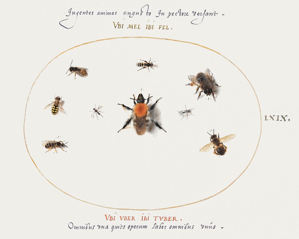 Nine Bees and Other Insects (1575&ndash;1580) painting in high resolution by Joris Hoefnagel. Original from The National…