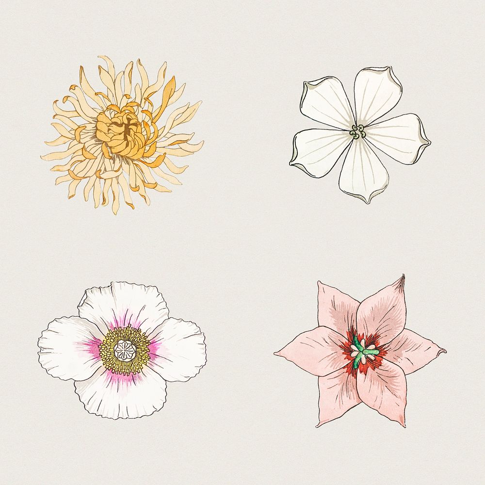 Vintage flower illustration set design element