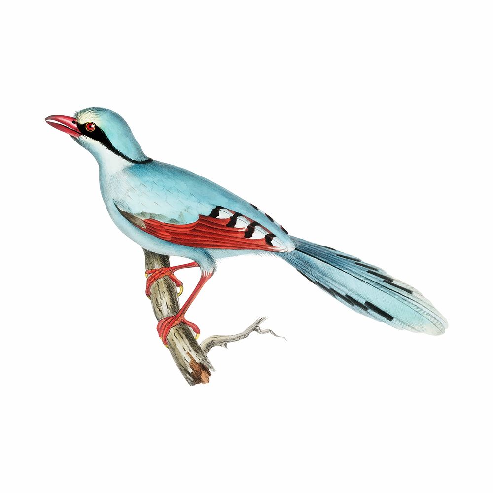 Vintage animal illustration | Premium Vector Illustration - rawpixel