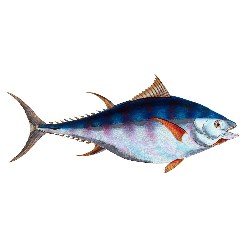 Vintage Tuna Fish Images  Free Photos, PNG Stickers, Wallpapers &  Backgrounds - rawpixel
