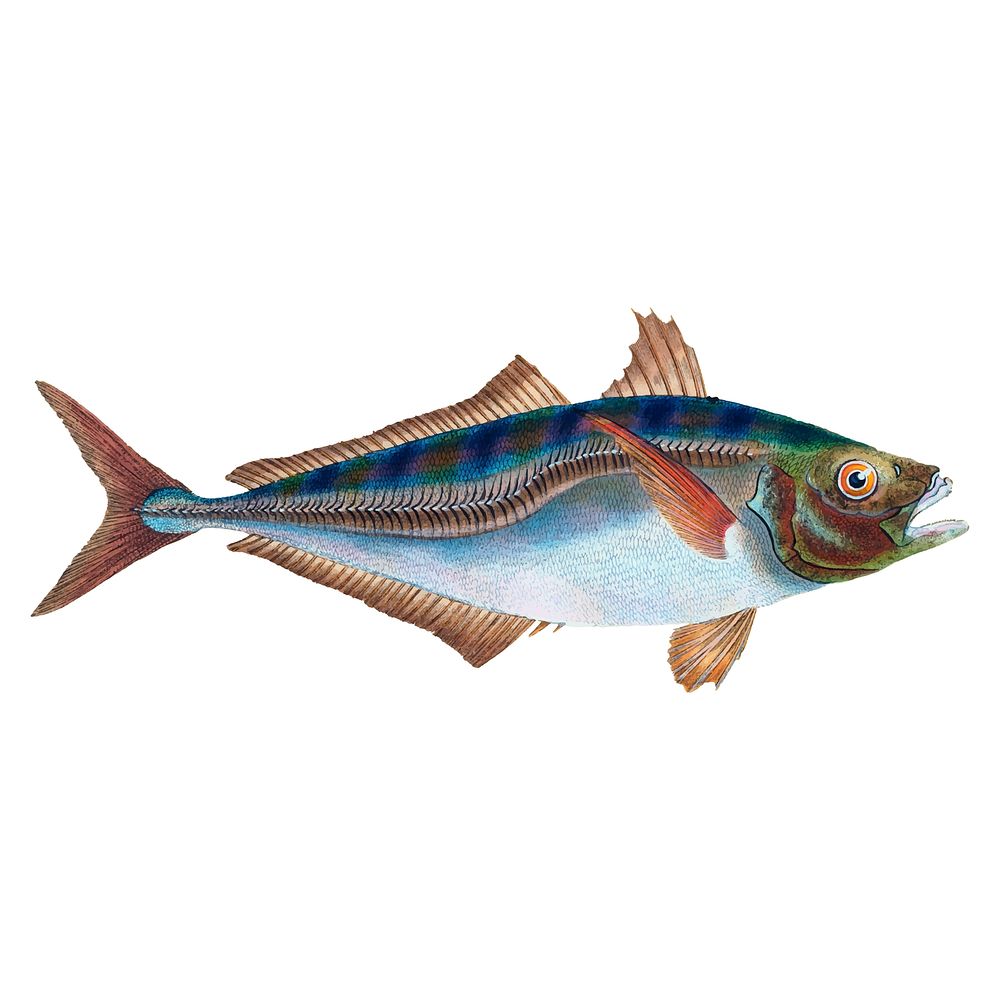Vintage fish illustration | Premium Vector Illustration - rawpixel