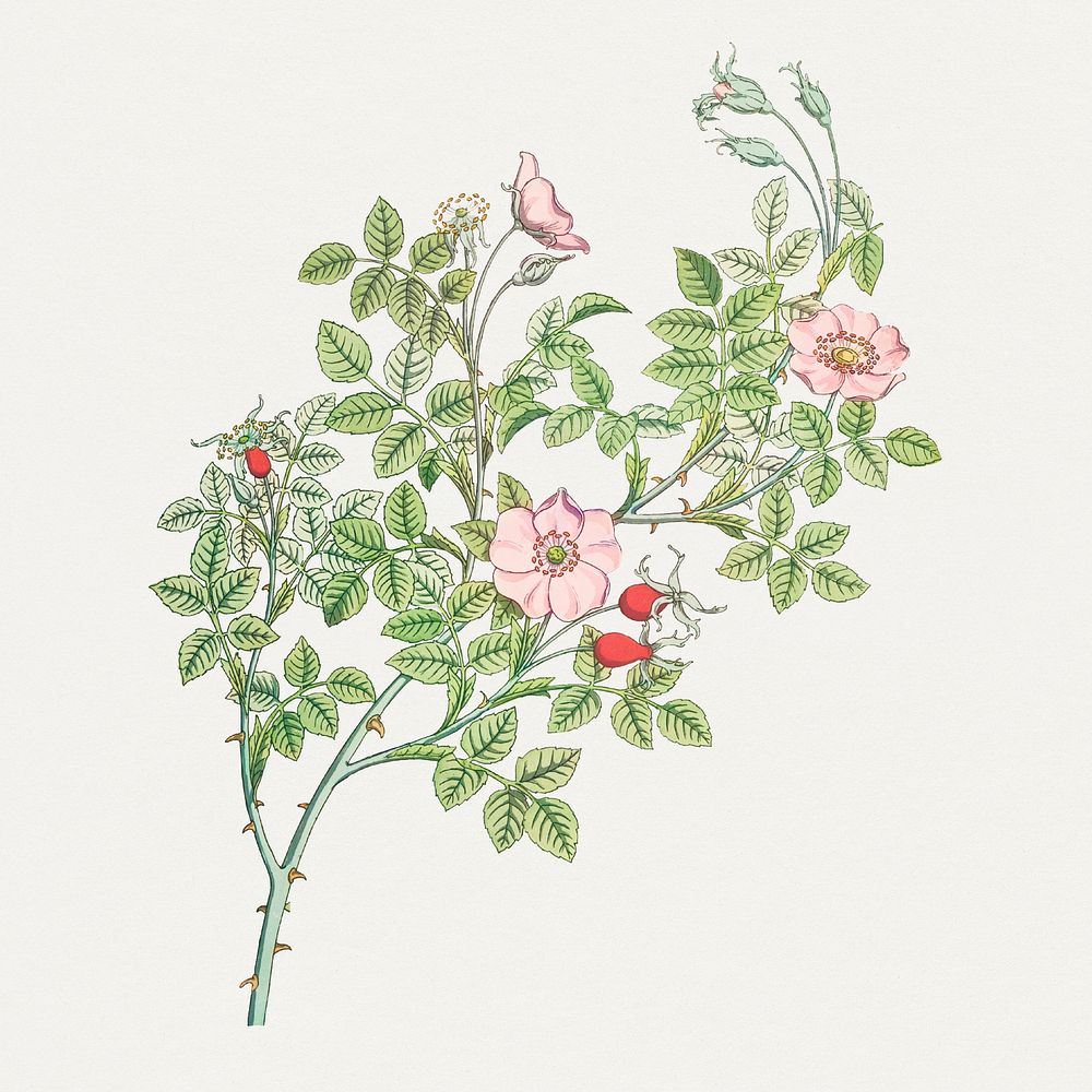 Vintage wild rose flower design element