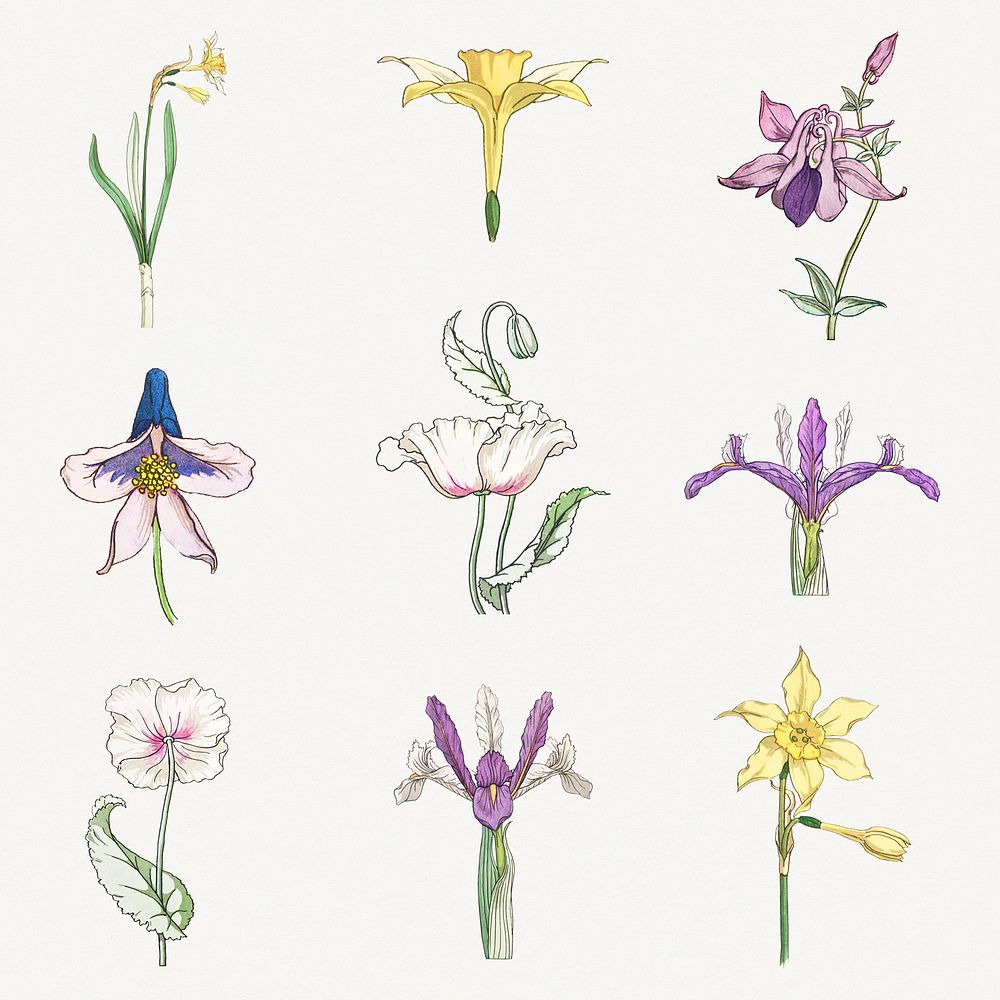 Vintage flower illustration setdesign element