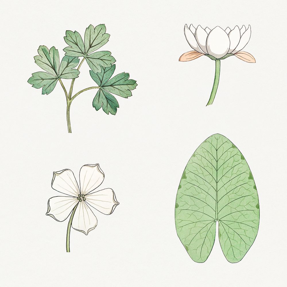 Vintage flower and leaf design element