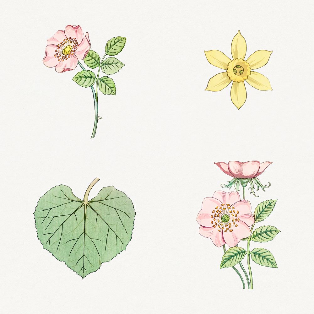 Vintage flower and leaf design element