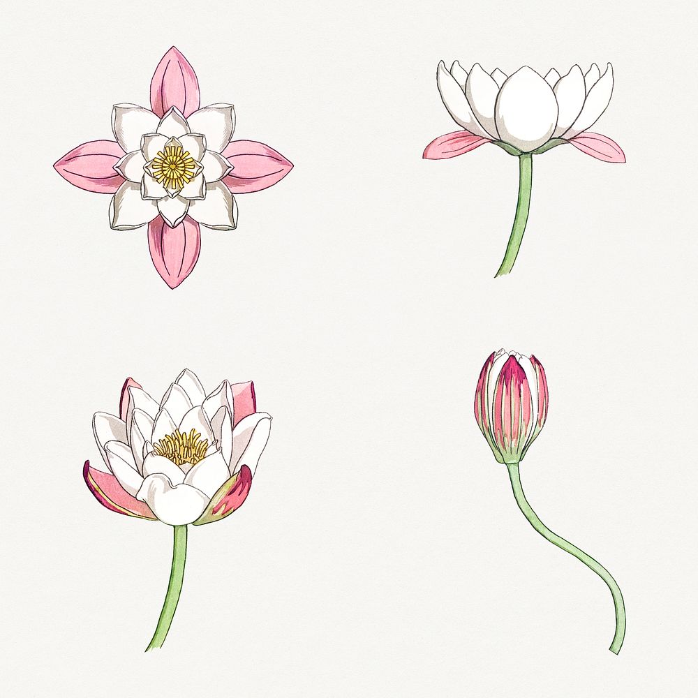 Vintage water lily flower set design element