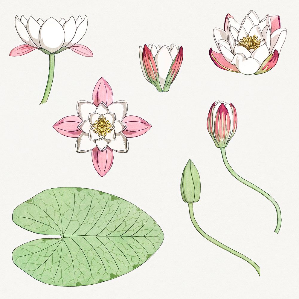 Vintage water lily flower set design element