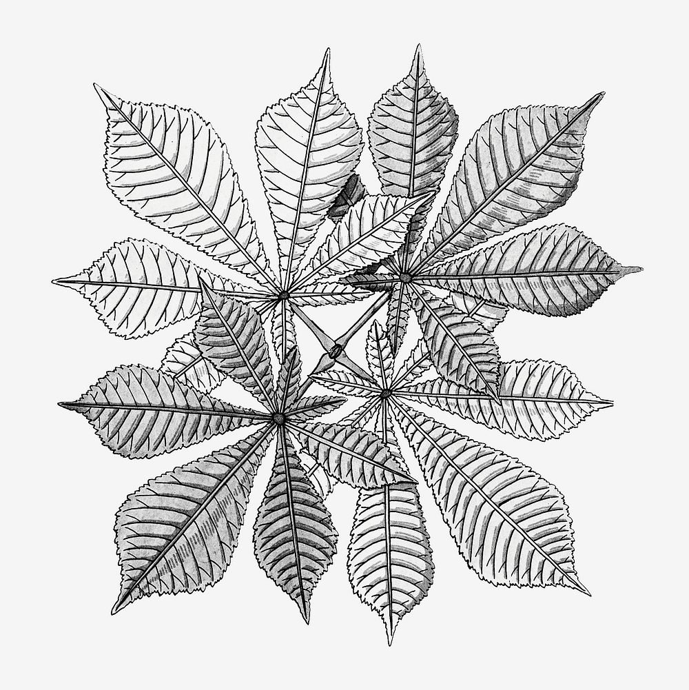 Vintage chestnut leaf design element