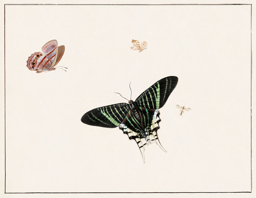 Three butterflies and a wasp by Herman Henstenburgh (c.1677-c.1726). Original from The Rijksmuseum. Digitally enhanced by…