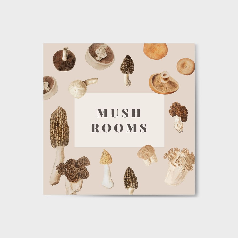 Vintage mushroom variety illustration for poster vector