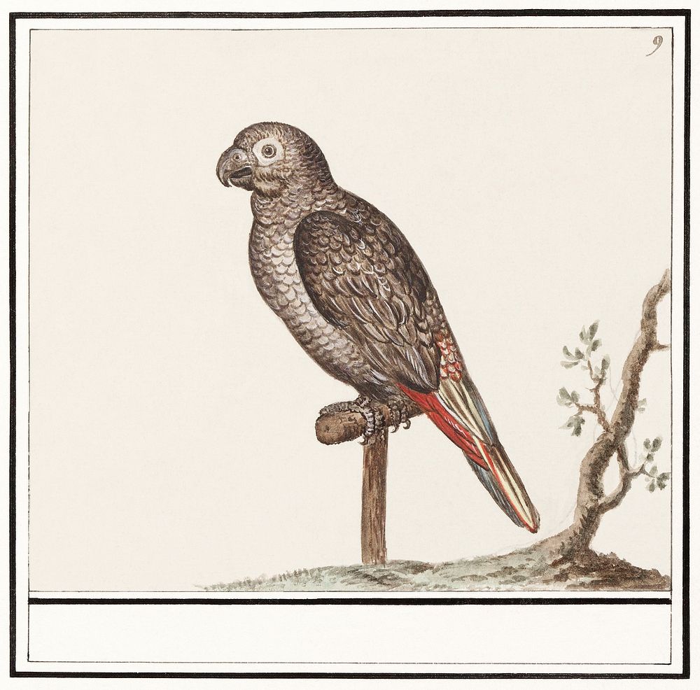 Parrot (1596&ndash;1610) by Anselmus Bo&euml;tius de Boodt. Original from the Rijksmuseum. Digitally enhanced by rawpixel.