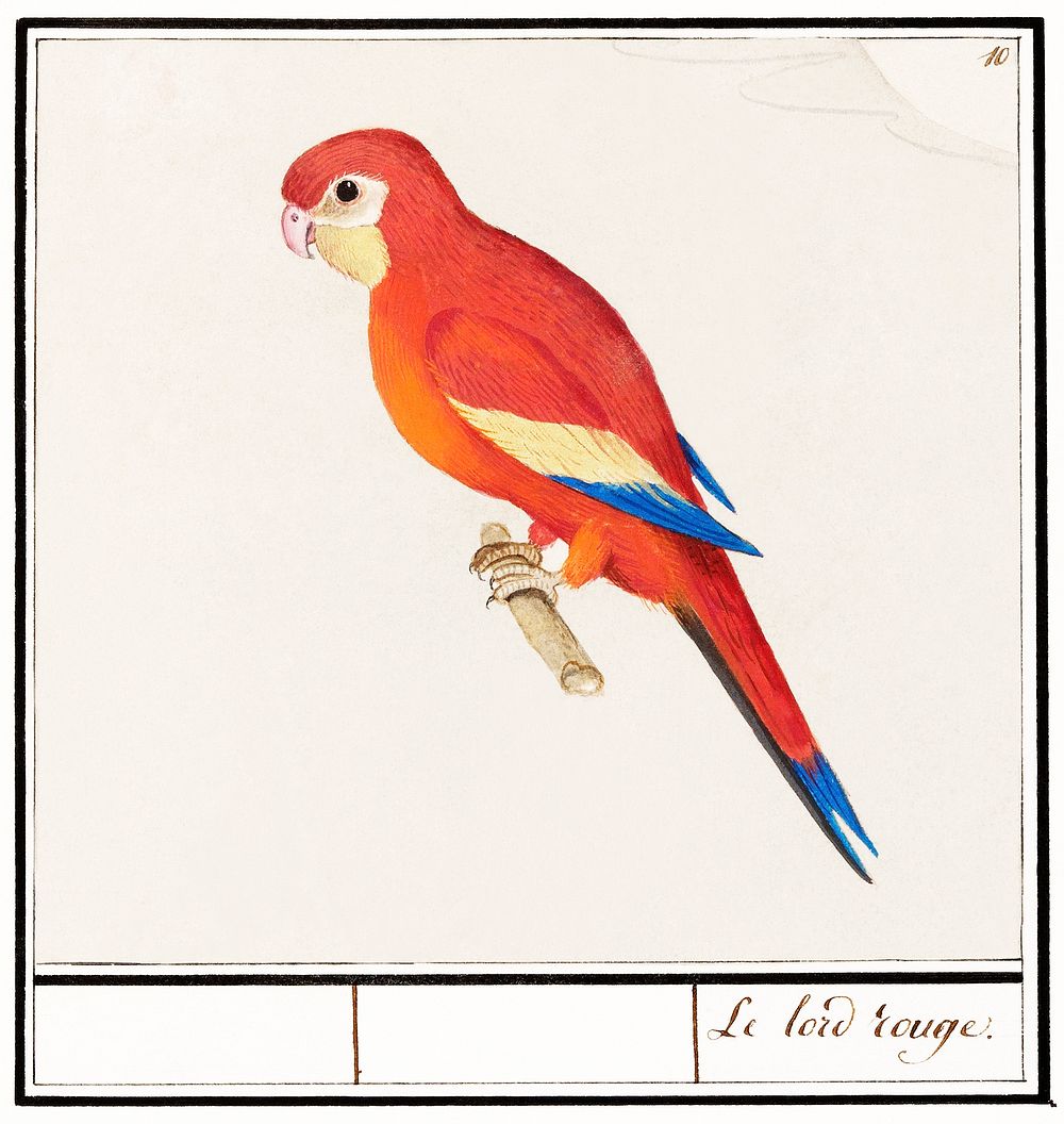 Red parrot (1596&ndash;1610) by Anselmus Bo&euml;tius de Boodt. Original from the Rijksmuseum. Digitally enhanced by…