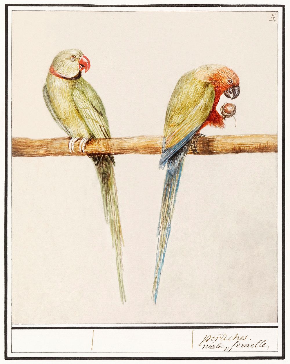 Alexandrine parakeet and red-breasted parakeet (1596&ndash;1610) by Anselmus Bo&euml;tius de Boodt. Original from the…