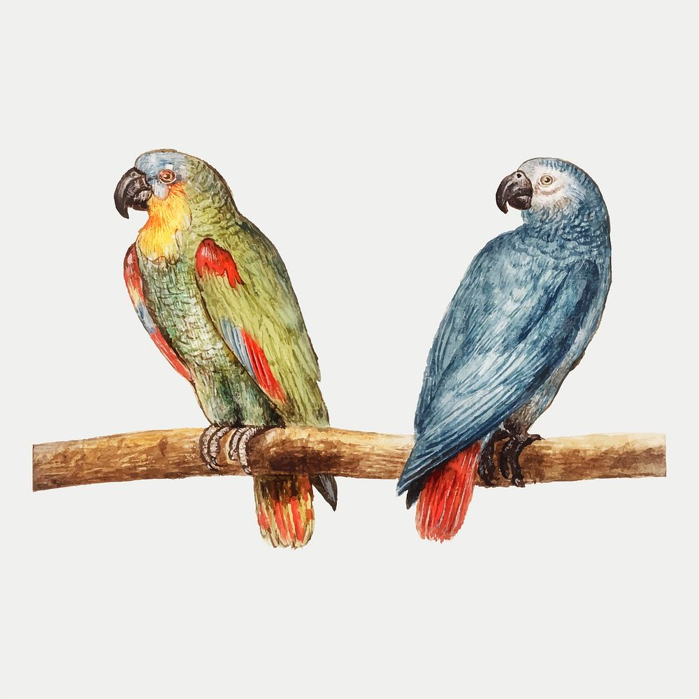 Vintage parrot and gray red tailed parrot illustration vector