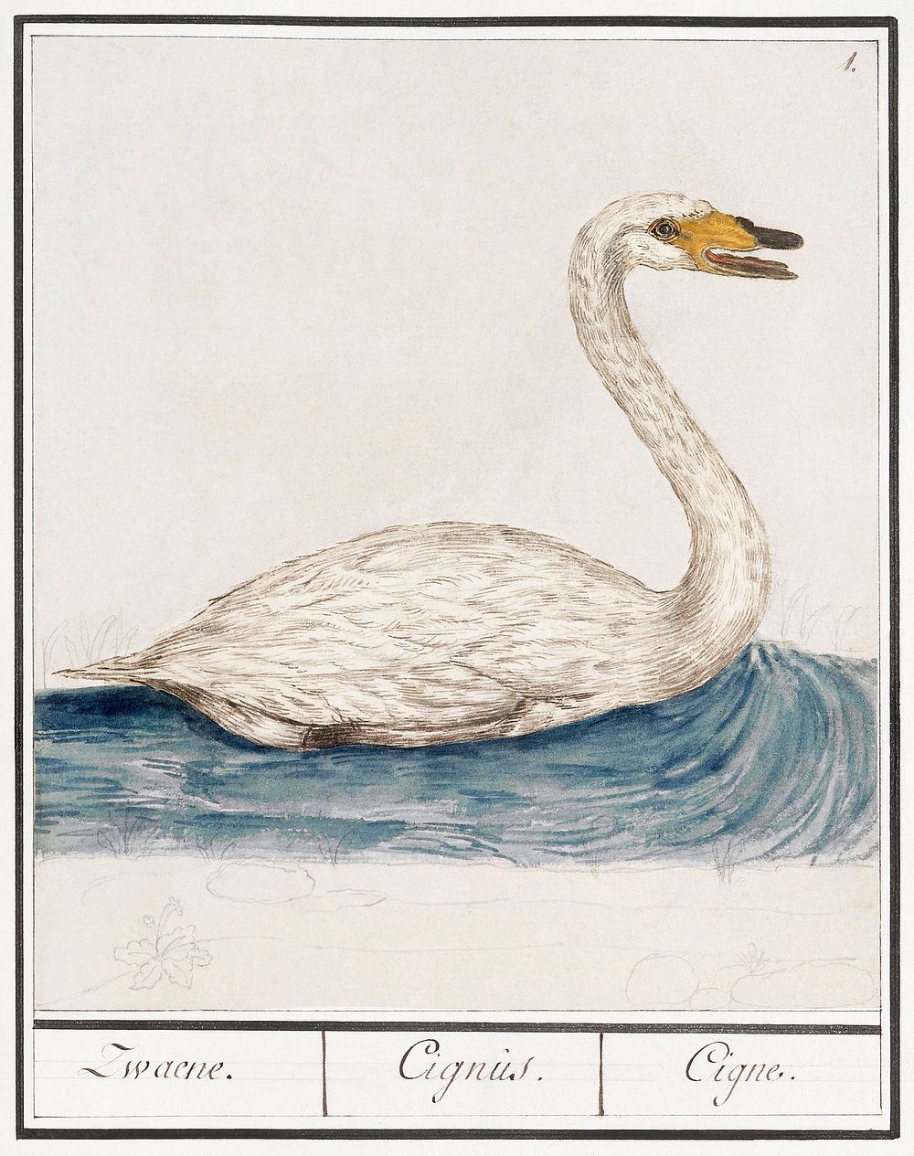 The Wild Swan, Cygnus cygnus (1596&ndash;1610) by Anselmus Bo&euml;tius de Boodt. Original from the Rijksmuseum. Digitally…