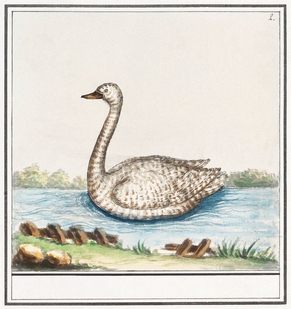 Swan, Cygnus (1596&ndash;1610) by Anselmus Bo&euml;tius de Boodt. Original from the Rijksmuseum. Digitally enhanced by…