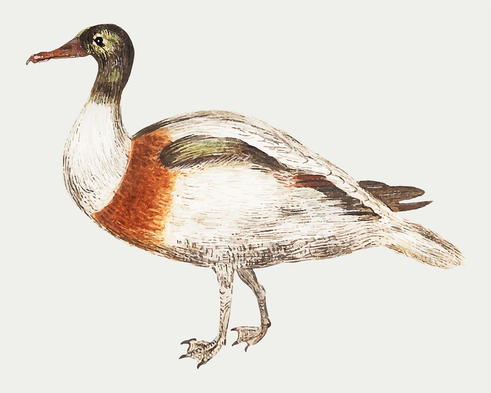 Vintage Indian runner duck illustration vector