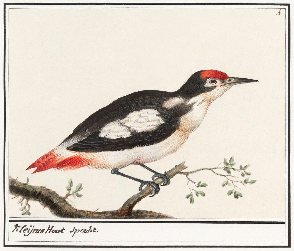 Lesser spotted woodpecker, Dendrocopos minor (1596&ndash;1610) by Anselmus Bo&euml;tius de Boodt. Original from the…