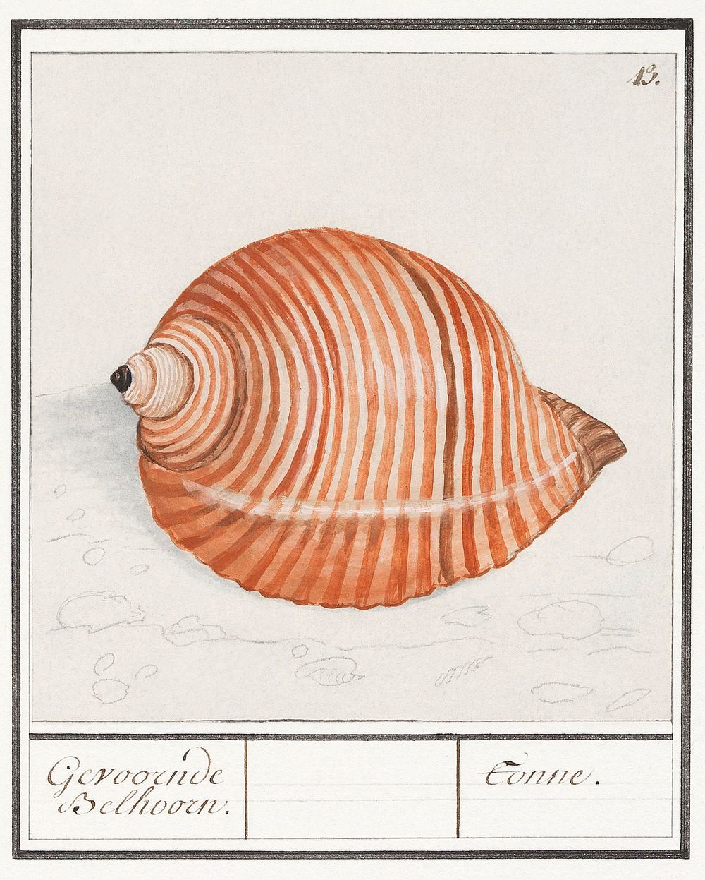 Shell of a sea snail (1596&ndash;1610) by Anselmus Bo&euml;tius de Boodt. Original from the Rijksmuseum. Digitally enhanced…