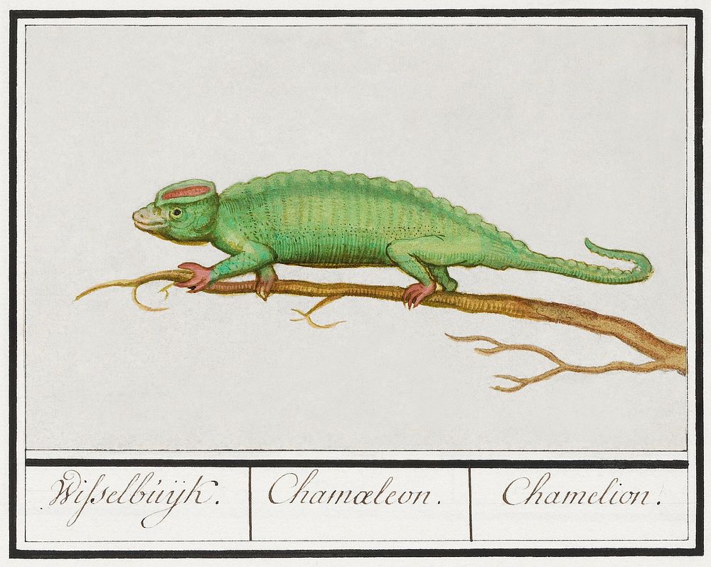 Chameleon, Chamaeleonidae (1596&ndash;1610) by Anselmus Bo&euml;tius de Boodt. Original from the Rijksmuseum. Digitally…
