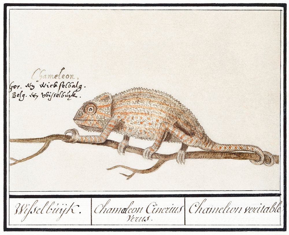Chameleon, Chamaeleonidae (1596&ndash;1610) by Anselmus Bo&euml;tius de Boodt. Original from the Rijksmuseum. Digitally…