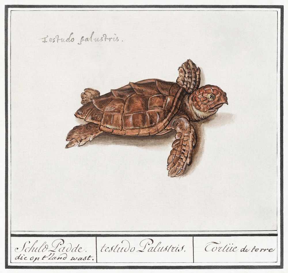 Sea turtle, Cheloniidae (1596&ndash;1610) by Anselmus Bo&euml;tius de Boodt. Original from the Rijksmuseum. Digitally…